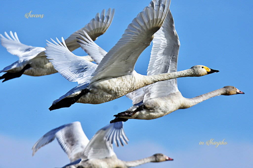 Swans in Shinjiko 2025-40