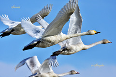 Swans in Shinjiko 2025-40