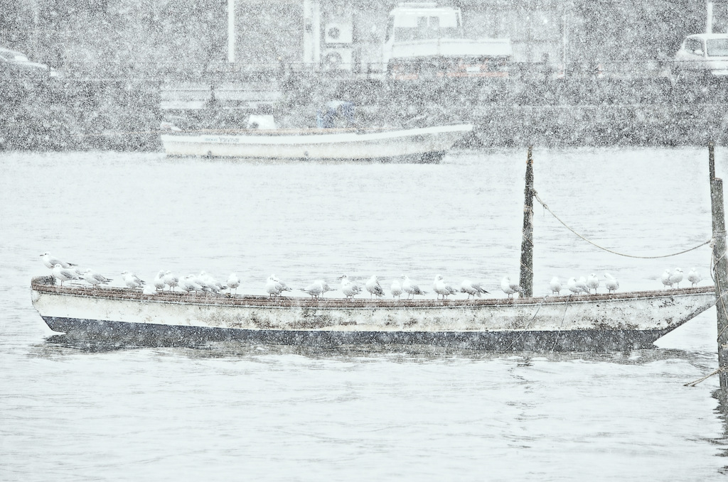 松江百景　今朝の雪　大橋川点描