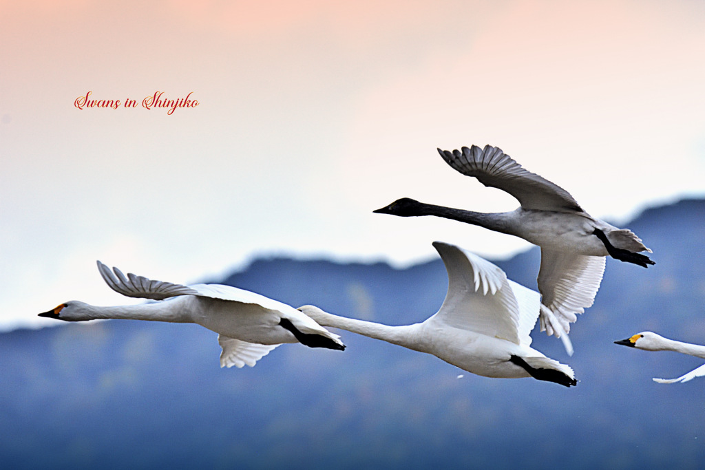 Swans in Shinjiko 2025 - 8