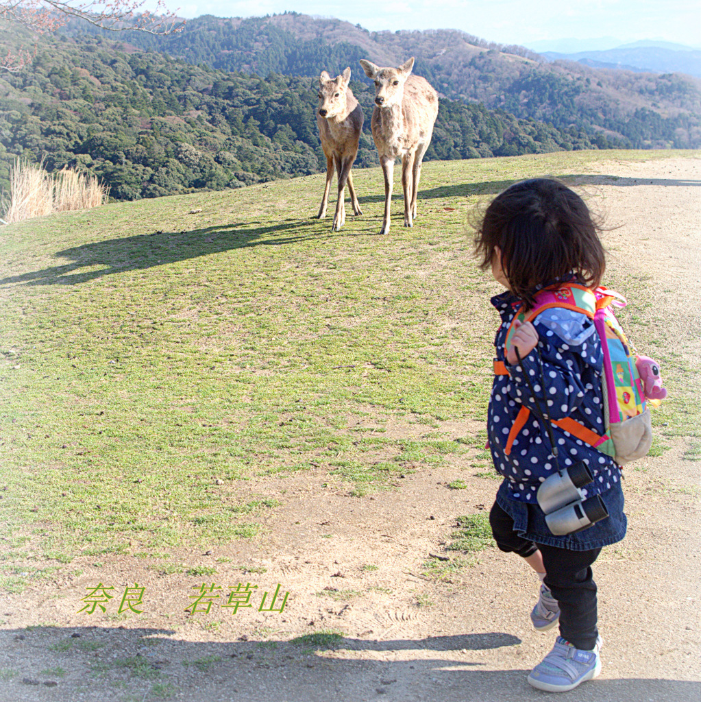 若草山にて鹿と遊ぶ