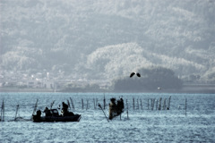 松江百景　水鳥の歓迎　2