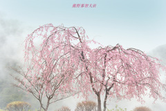 熊野那智大社の桜
