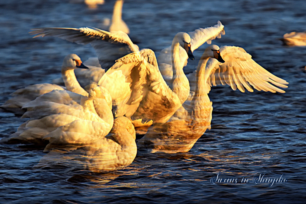 Swans in Shinjiko 2024 - 6