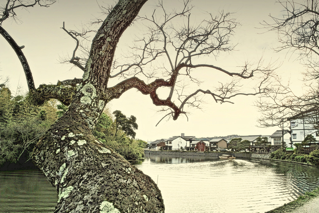 ninjinの松江百景　八雲の愛した堀端の風景