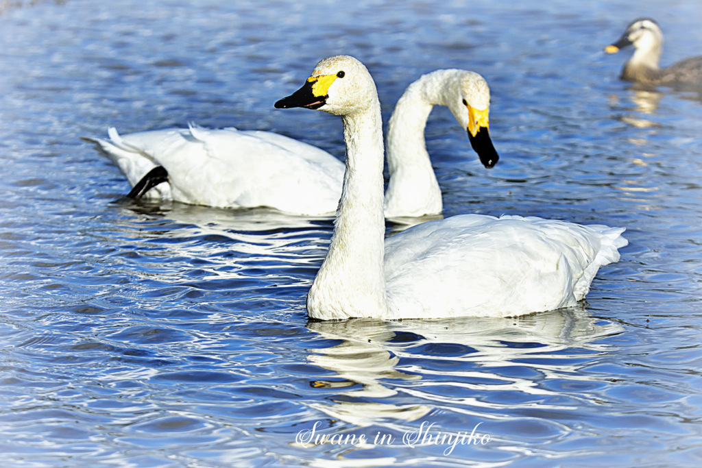 Swans in Shinjiko 2025-44