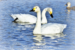 Swans in Shinjiko 2025-44