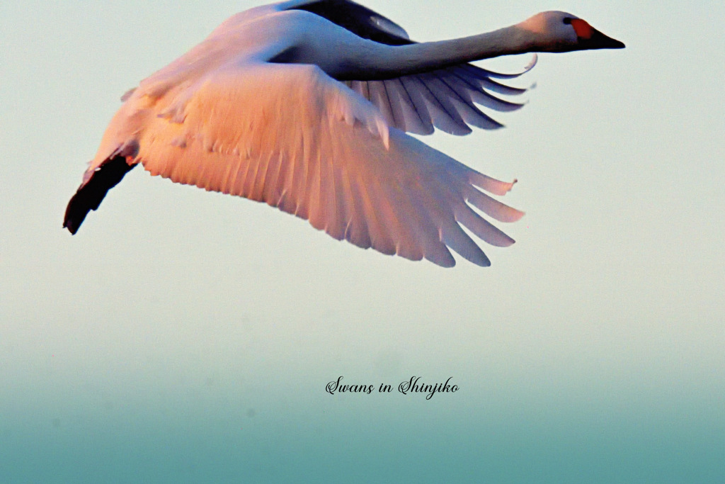 Swans in Shinjiko 2025-28