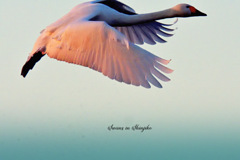 Swans in Shinjiko 2025-28