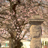 松江百景　学舎の春　八束小中学校2