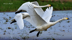 Swans in Shinjiko 2025-21
