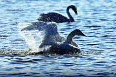 Swans in Shinjiko 2024 -17
