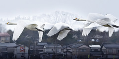 ninjinの松江百景 白鳥のいる風景47