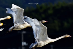 Swans in Shinjiko 2025-20