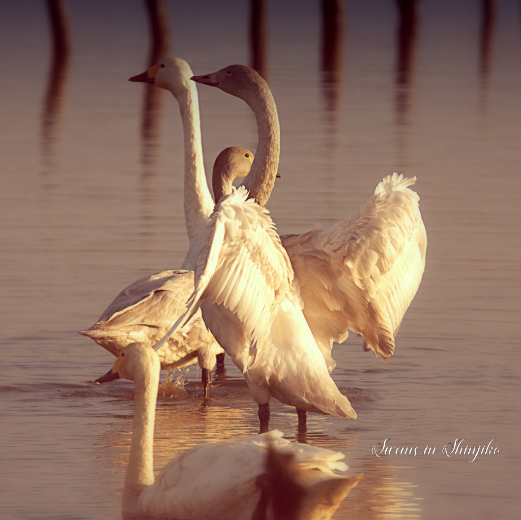 Swans in Shinjiko 2023 - 1