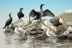 松江百景　野鳥の楽園　２