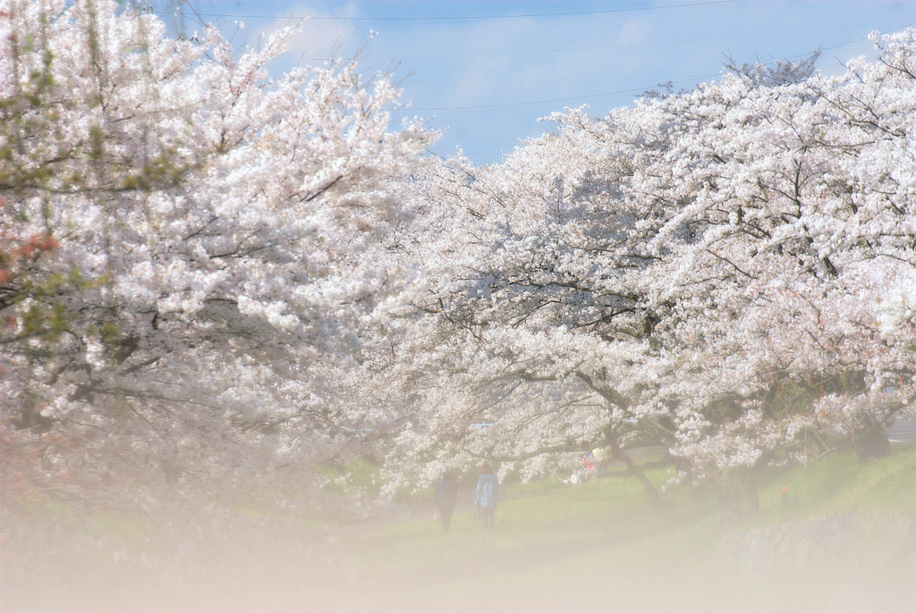 松江百景　花霞　湯の里1