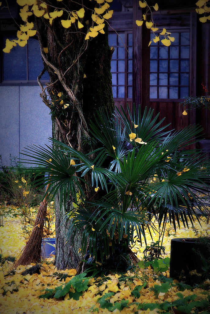 松江百景　銀杏の花　宝林寺