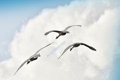 ninjinの松江百景  白鳥トリオ　1