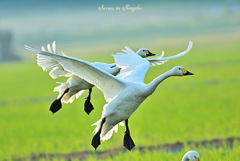 Swans in Shinjiko 2026-18