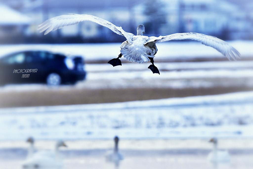ninjinの松江百景 宍道湖 白鳥6