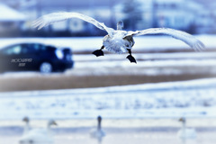 ninjinの松江百景 宍道湖 白鳥6