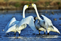 Swans in Shinjiko 2026-12