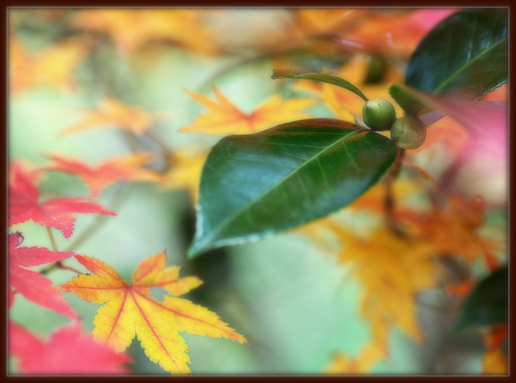 松江百景　椿谷の紅葉　松江城