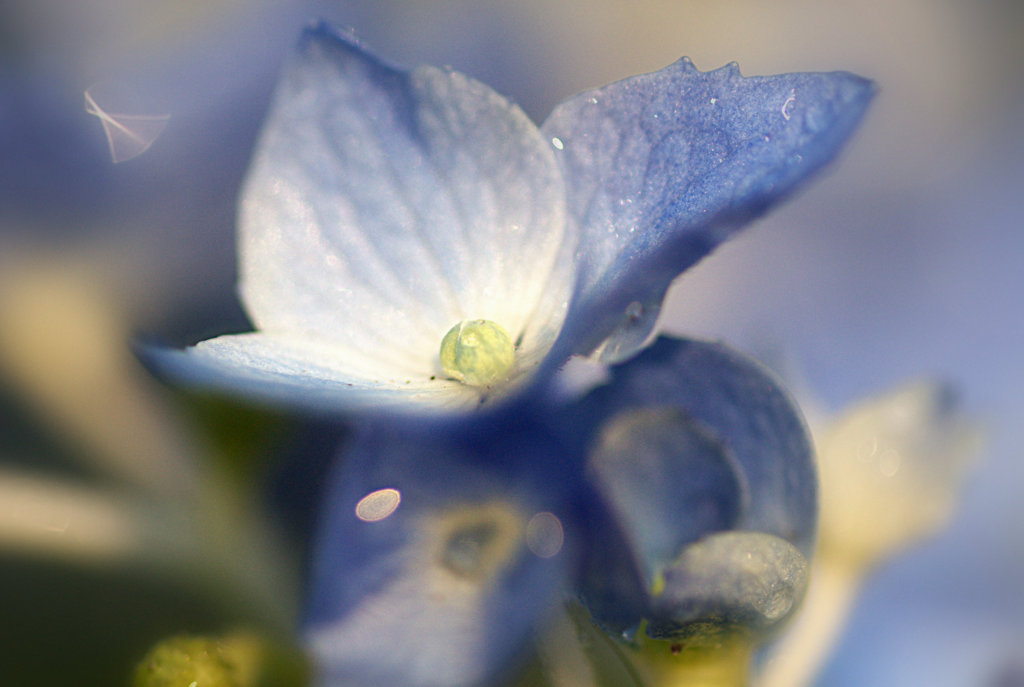ガラスのような紫陽花