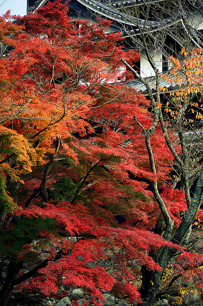 松江百景　天守閣炎上　松江城