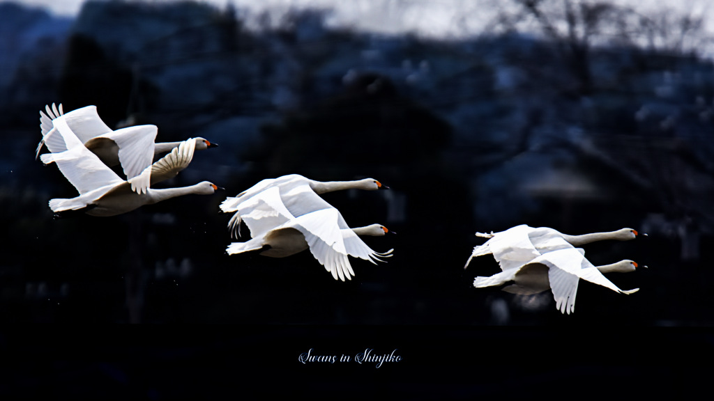 Swans in Shinjiko 2024 - 14