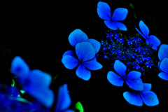 青の世界２　額紫陽花