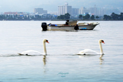 ninjinの松江百景  白鳥のいる風景 宍道湖