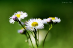 春告げ花 2 春告げ花 2