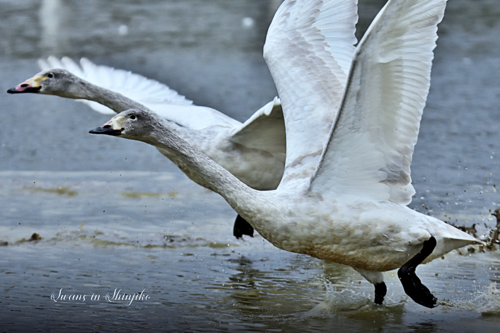 Swans in Shinjiko 2026-6