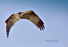 Black Kite