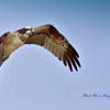 Black Kite