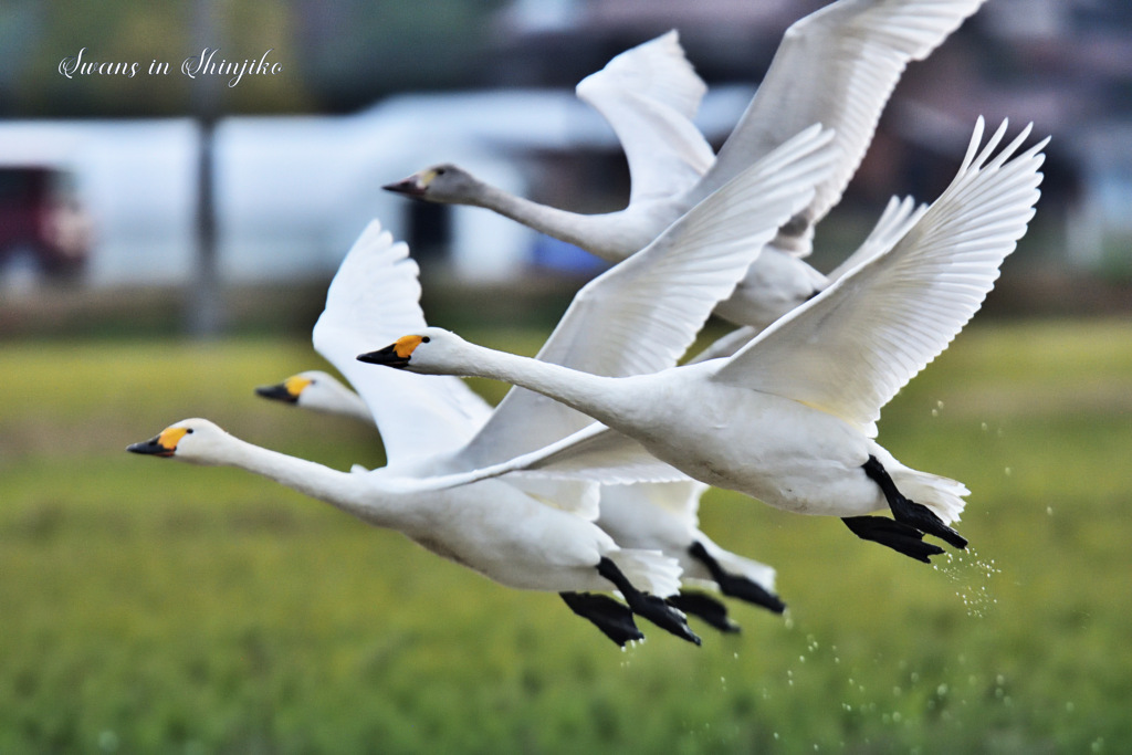 Swans in Shinjiko 2025 - 12