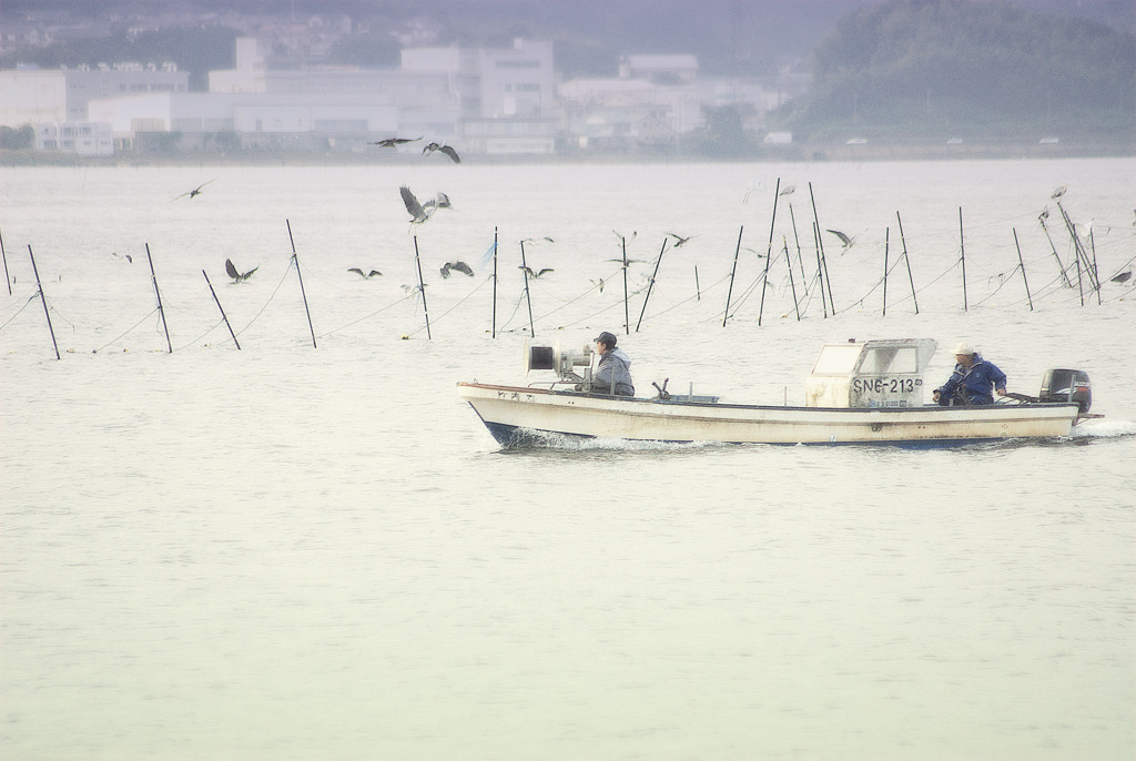 松江百景　水鳥の歓迎