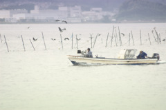 松江百景　水鳥の歓迎