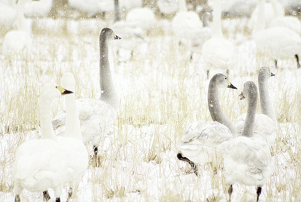 松江百景　雪原に遊ぶ白鳥2