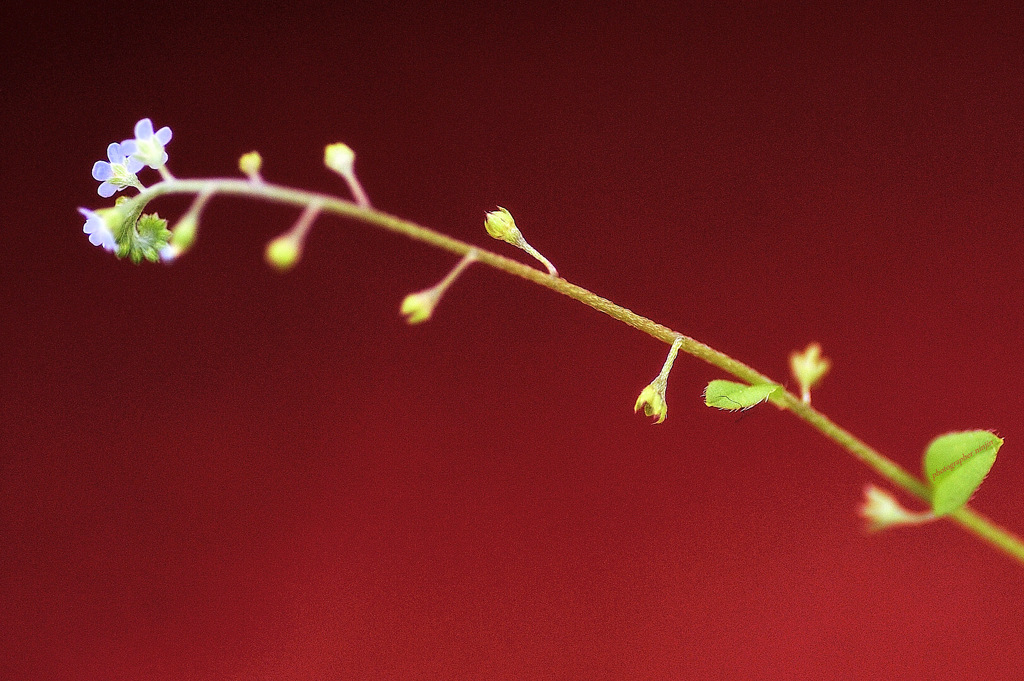 名を知らぬ春の花(2)