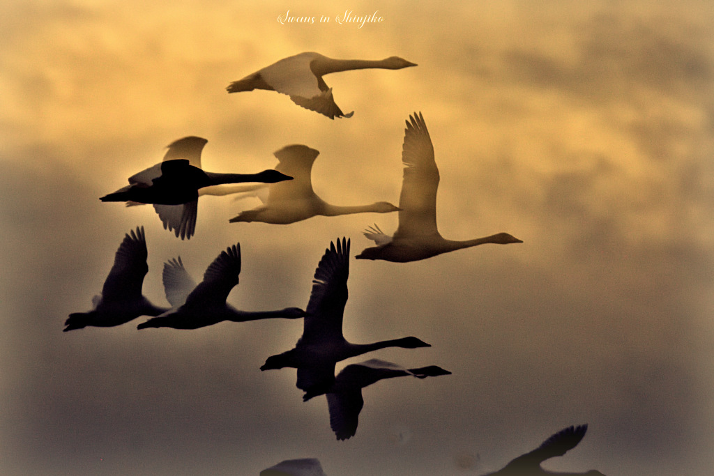 Swans in Shinjiko 2025-36