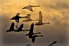 Swans in Shinjiko 2025-36