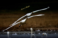 Swans in Shinjiko 2026-17