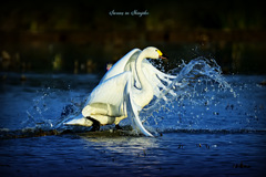 Swans in Shinjiko 2025-32