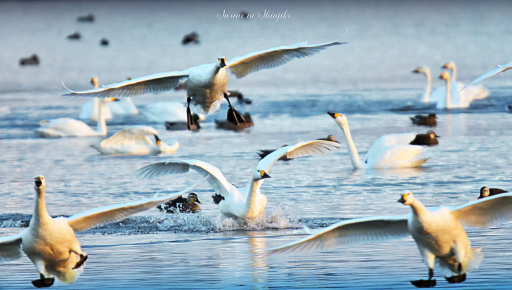 Swans in Shinjiko 2024 - 7