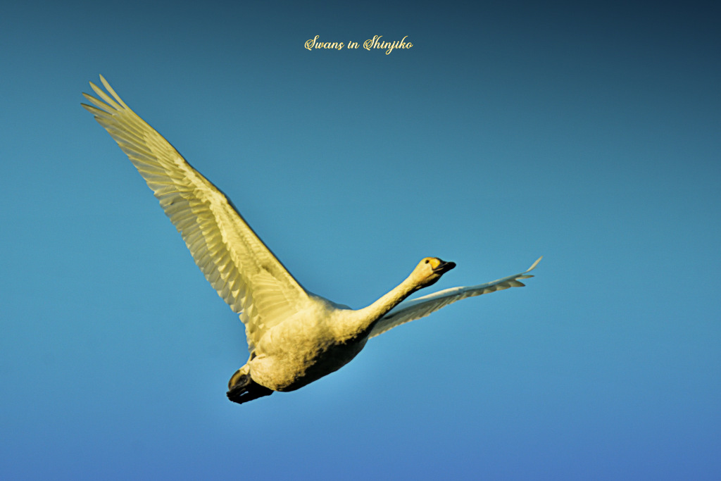 Swans in Shinjiko 2025 - 6