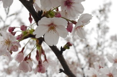 桜
