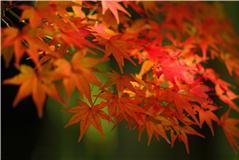 竹林と紅葉